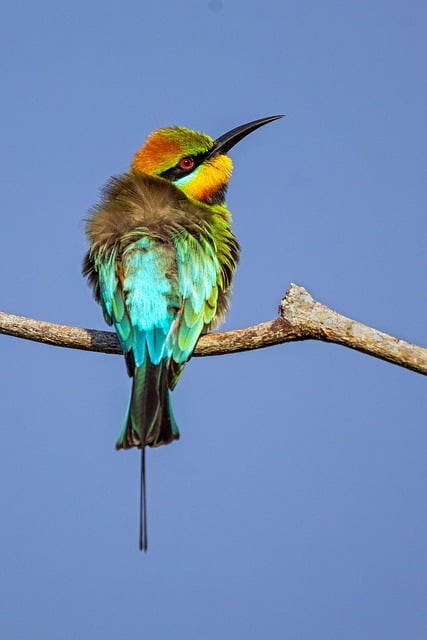 Download free HD stock image of Rainbow Bee-Eater Bird Free Rainbow Bee-Eater Bird photo and picture