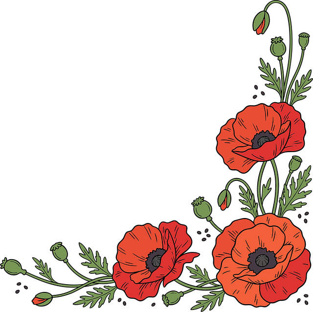 Free poppy flowers red poppies botanical illustration vector