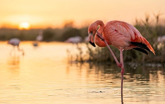 Free Flamingo Bird illustration and picture