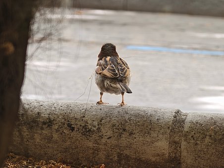 Free Sparrow Bird photo and picture