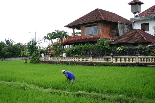 Free Rice Field Asian Countryside photo and picture