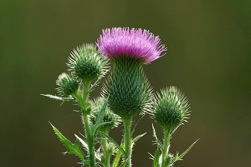 Cardo, Flor, Natureza, Verão, Espinhoso
