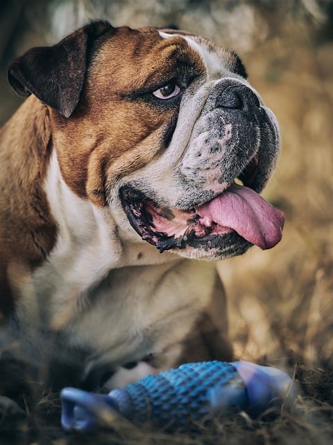 Bulldogge, Hund, Tier, Porträt, Natur