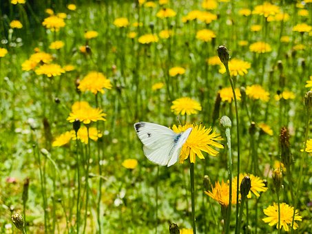 Free Butterfly Dandelion photo and picture