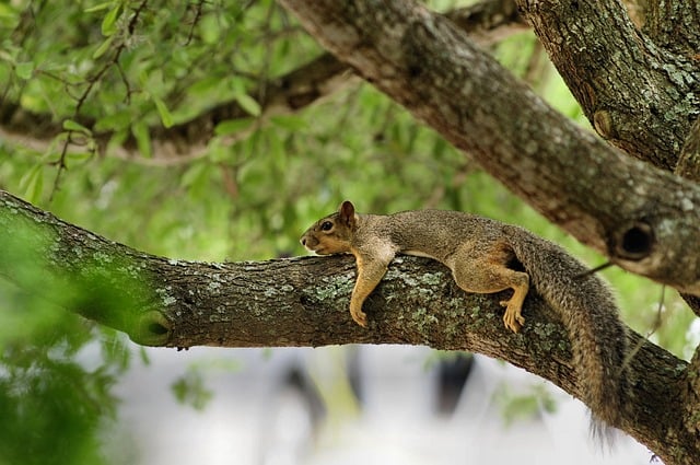 Free Squirrel Nature photo and picture