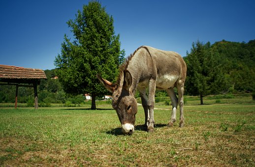 Esel, Tier, Weide, Gras, Sommer, Natur