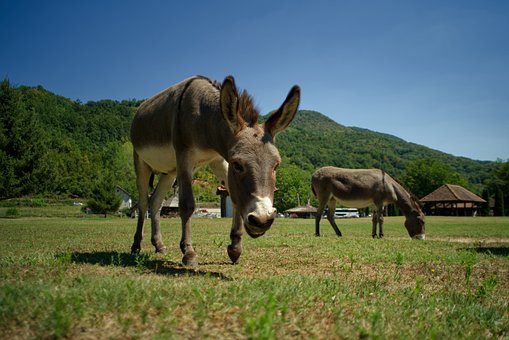 Esel, Tier, Weide, Sommer, Gras, Natur
