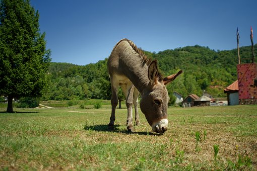 Esel, Tier, Weiden, Niedlich, Natur