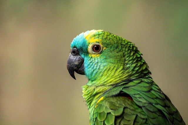 Free Blue Fronted Amazon Parrot photo and picture