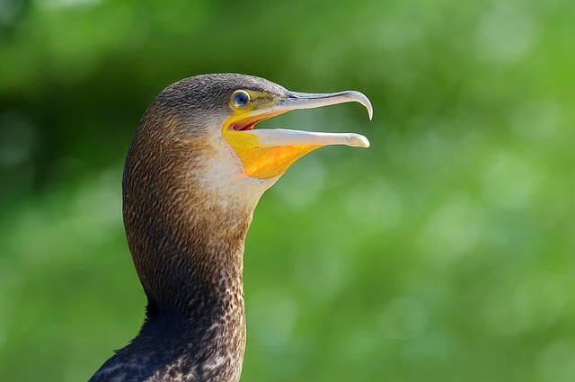 Kormoran, Vogel, Wildnis, Fauna