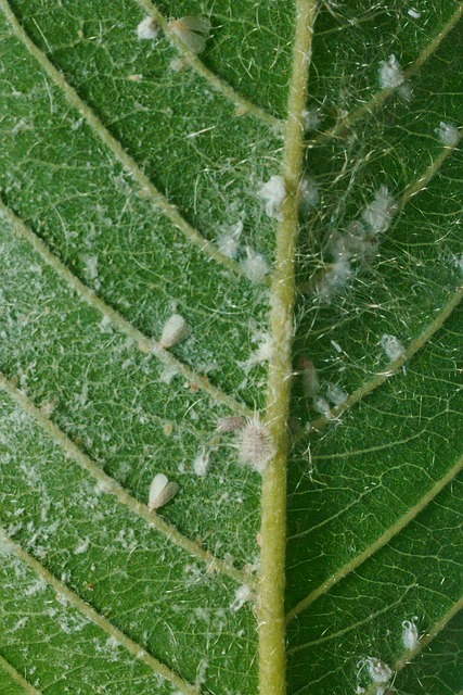 Skadedyr, Insekt, Natur, Hvitflue, Blad