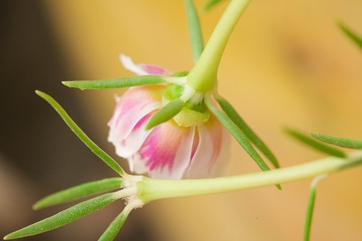 Knopp, Vår, Makrofotografering, Rosa