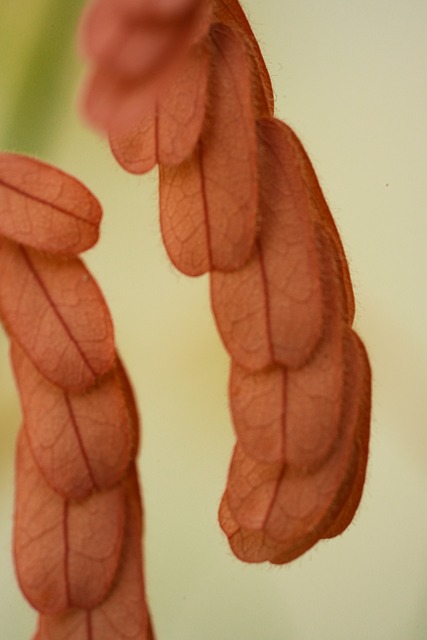 Blader, Plante, Høst, Nærbilde, Tekstur