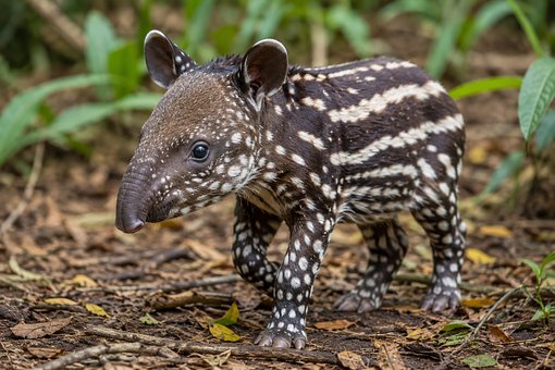 Free Baby Tapir Wild Animal photo and picture