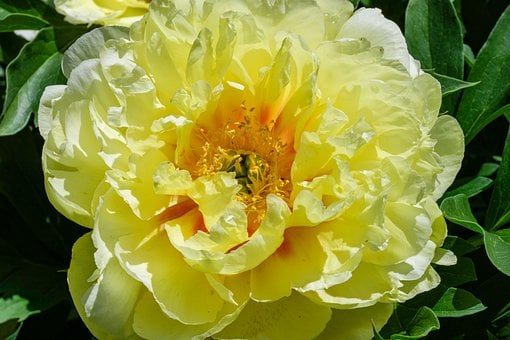 Blume, Gelb, Pfingstrose, Blühend