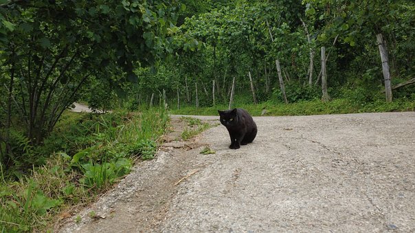 Free Cat Black photo and picture