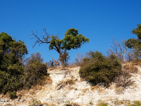 Free Giraffe Tree photo and picture