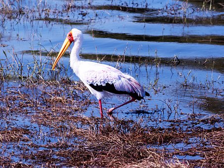 Free Wading Bird Heron photo and picture