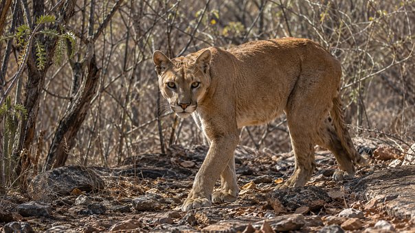 Puma, Wilde Tiere, Natur, Raubtier