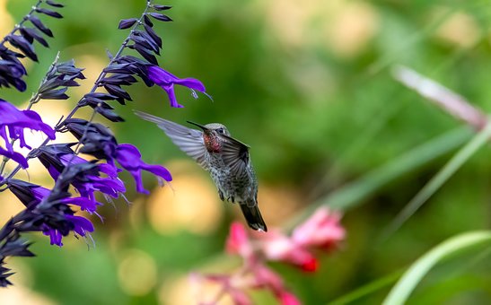 Kolibri, Have, Blomster, Natur, Tidlig