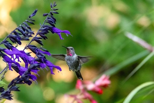 Kolibri, Have, Blomster, Fugl, Flyvning