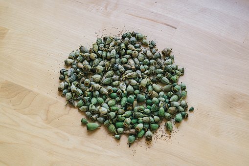 Free Poppy Poppy Seeds photo and picture