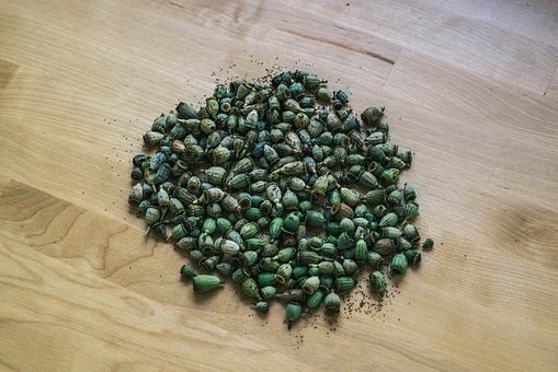 Free Poppy Seeds photo and picture