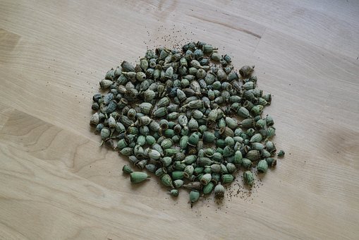 Free Poppy Capsule Dried Seeds photo and picture