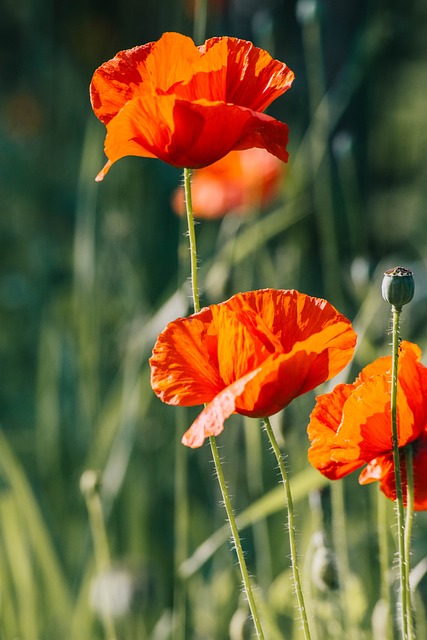 Free Poppy Flower photo and picture