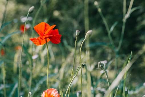 Free Poppy Flower photo and picture