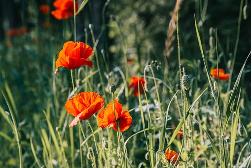 Free Poppy Flower photo and picture