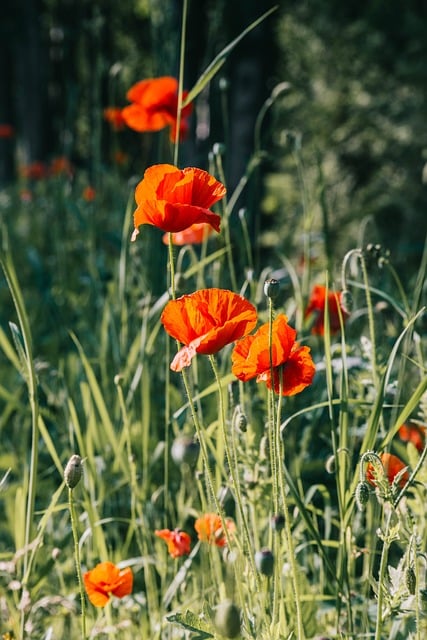 Free Poppy Flower Background photo and picture