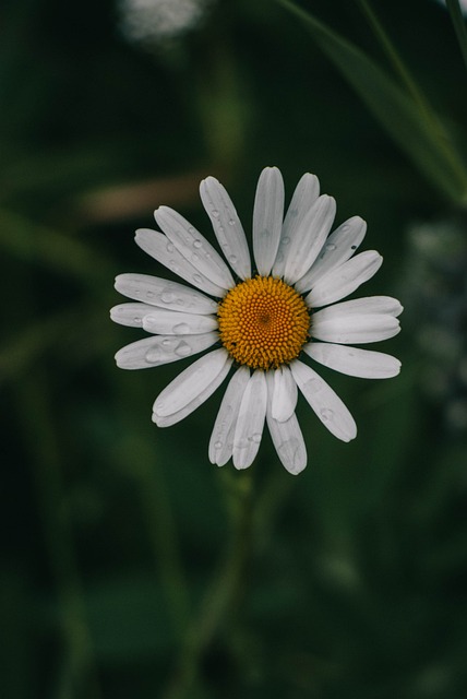 Free Daisy Flower photo and picture