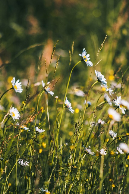 Free Daisy Nature photo and picture