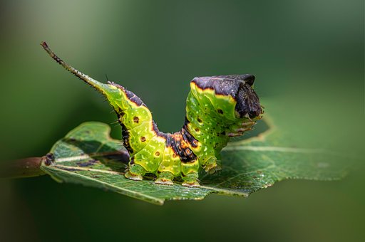 Free Caterpillar Green photo and picture