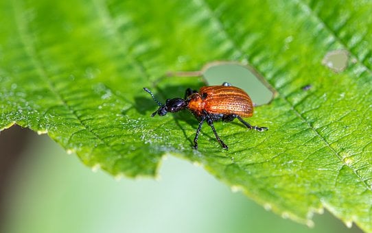 Free Insects Agricultural Pests photo and picture