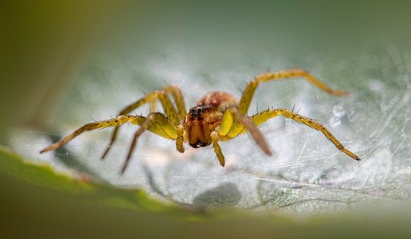 Free Spider Macro photo and picture
