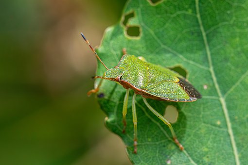 Free Nature Insect photo and picture