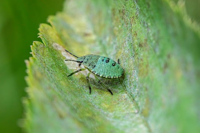 Free Nature Insect photo and picture