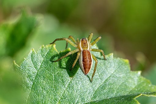 Free Spider Insect photo and picture