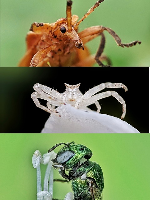 Free Beetle Spider photo and picture