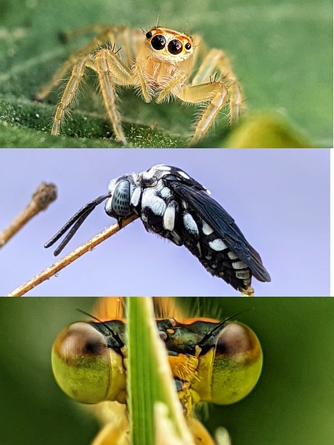 Free Spider Insect photo and picture