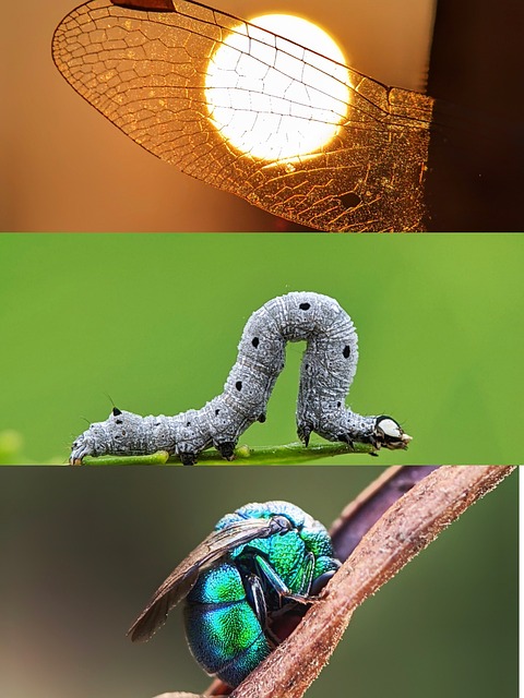 Free Wing Dragonfly photo and picture