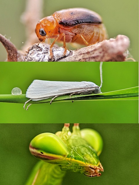 Free Beetle Moth photo and picture