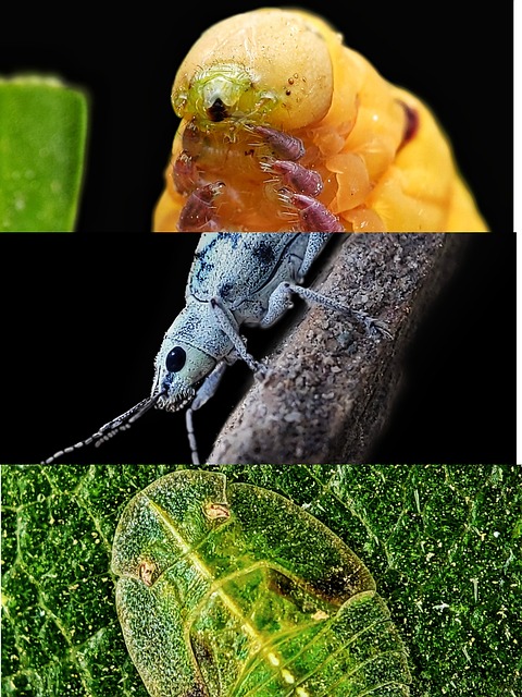 Free Insects Macro photo and picture