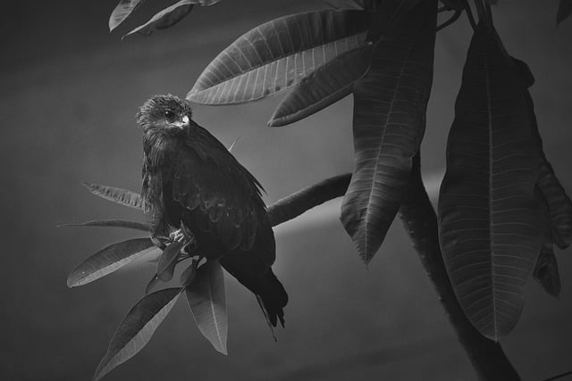 Free Bird Raptor photo and picture