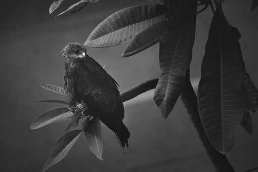 Bird, Raptor, Black And White, Leaves