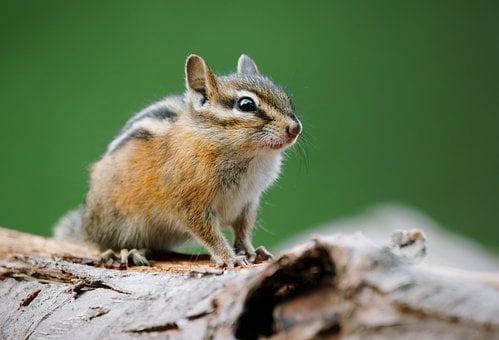 Jordegern, Gnaver, Pattedyr, Natur