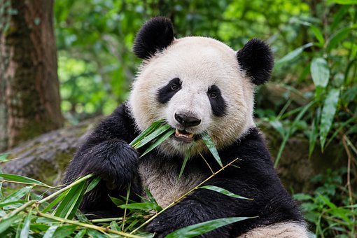 Free Panda Bamboo illustration and picture