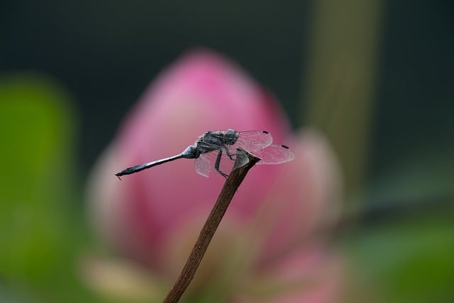 Free Dragonfly Lotus photo and picture
